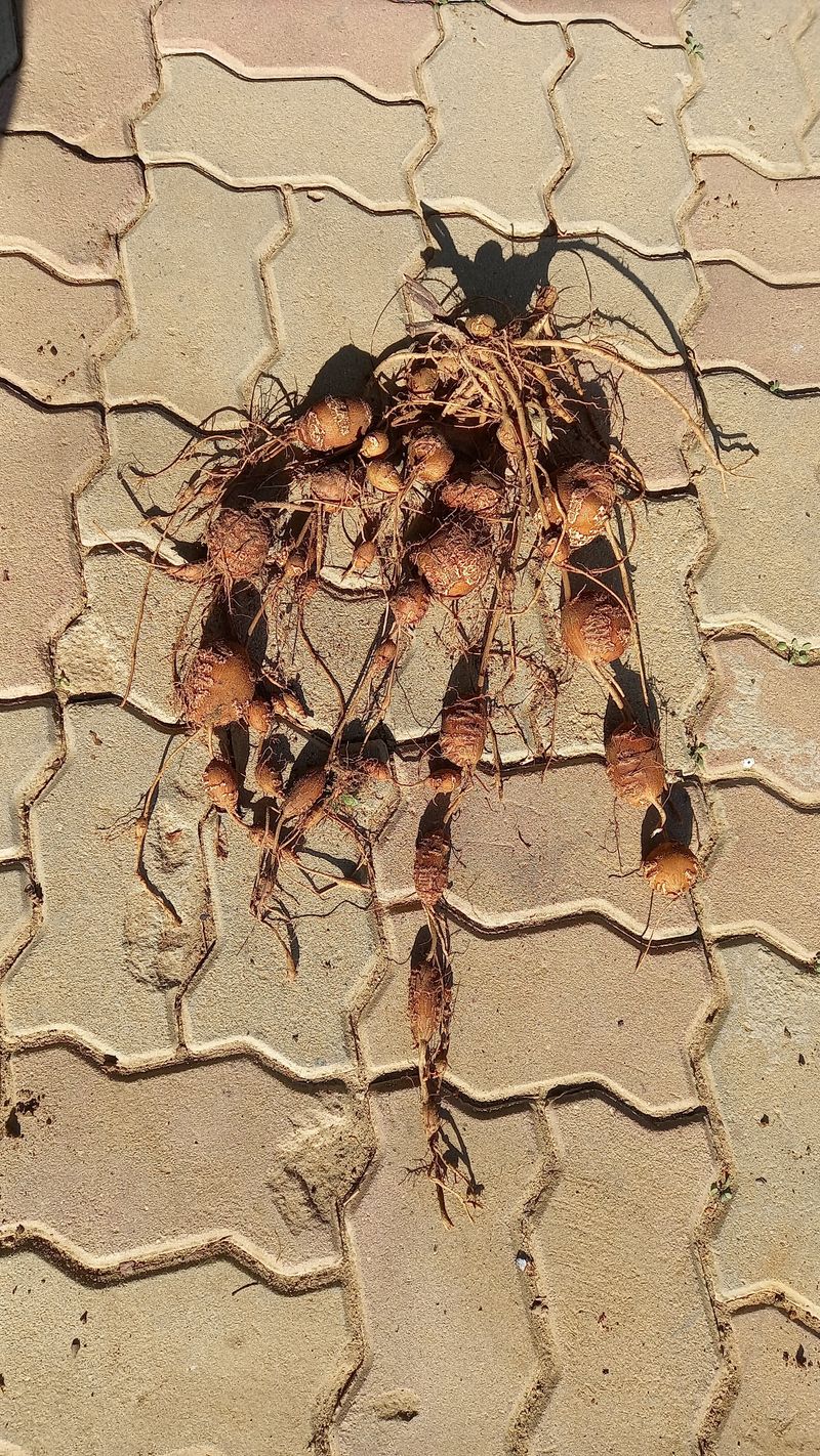 장터 상품 [인디언감자 ] 썸네일