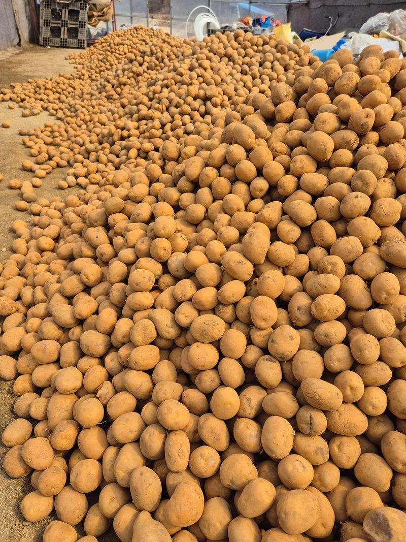 동원농장(영주달)님의 장터 판매 상품 [두백 설봉 감자씨20kg 판매완료] 첨부 사진