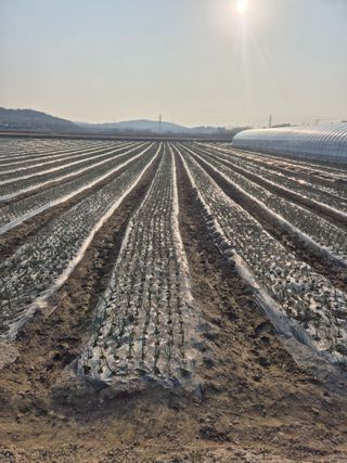 송광만님의 양파 · 자유게시판 작성글 사진