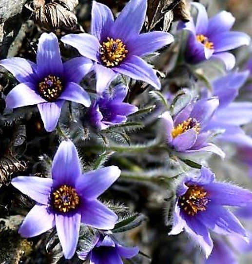 장터 상품 [원종동강할미꽃개화주(3년생)] 썸네일