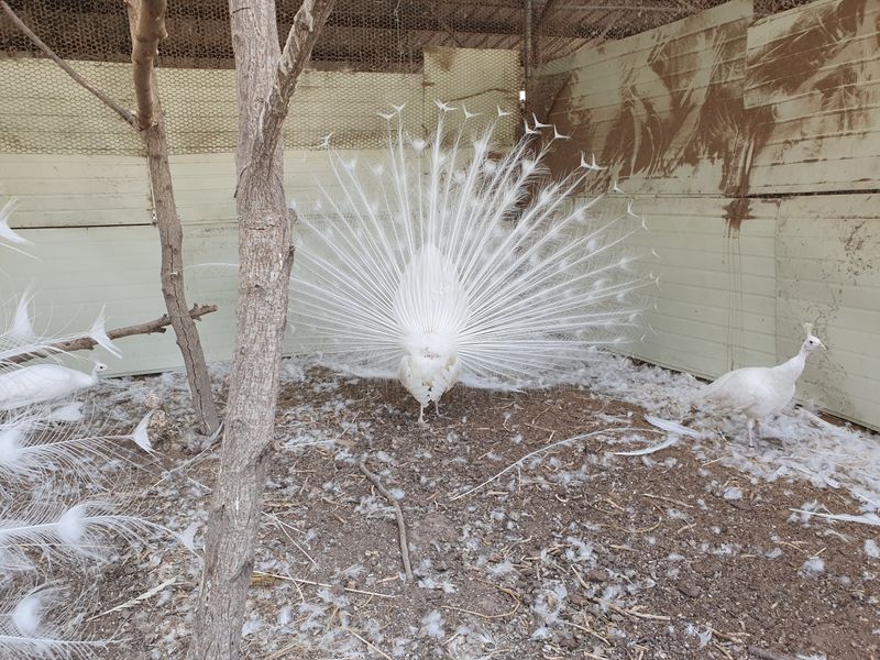 김영복님의 장터 판매 상품 [청,백공작새] 첨부 사진