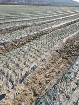 팜모닝 양파·자유게시판 게시글 이미지