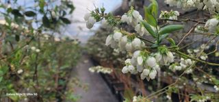 나산 블루베리농원님의 자유주제 · 자유게시판 작성글 사진