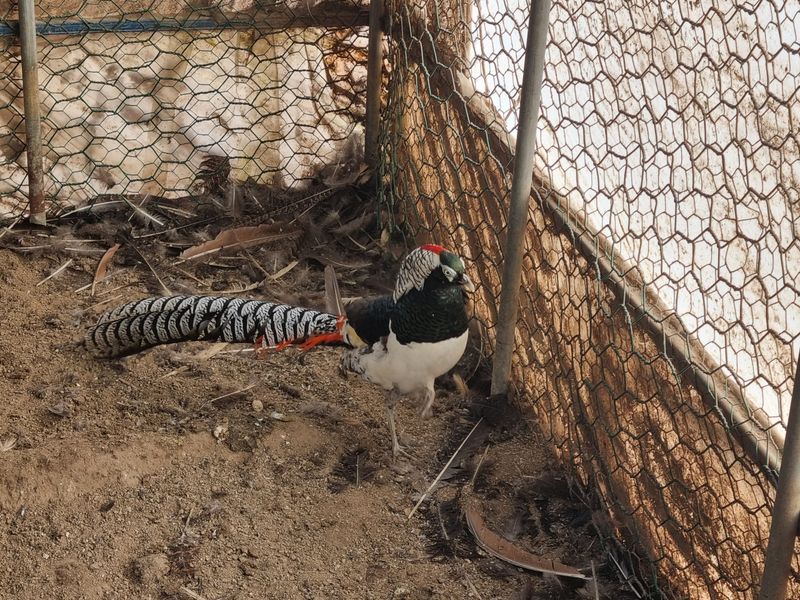 김영복님의 장터 판매 상품 [청,백공작새] 첨부 사진