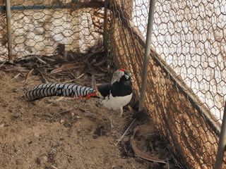 김영복님의 작성글 사진