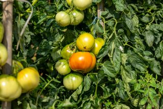 누보농장님의 자유주제 · 자유게시판 작성글 사진