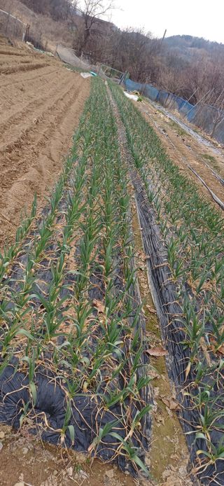 초보퍼머5도2촌준비님의 자유주제 · 자유게시판 작성글 사진