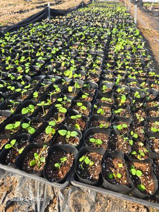 약초원 김종군님의 자유주제 · 자유게시판 작성글 사진