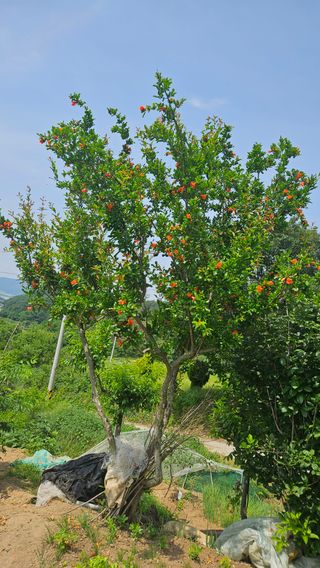 김장수님의 비료 보관 방법 공유해요 · 참여글 작성글 사진