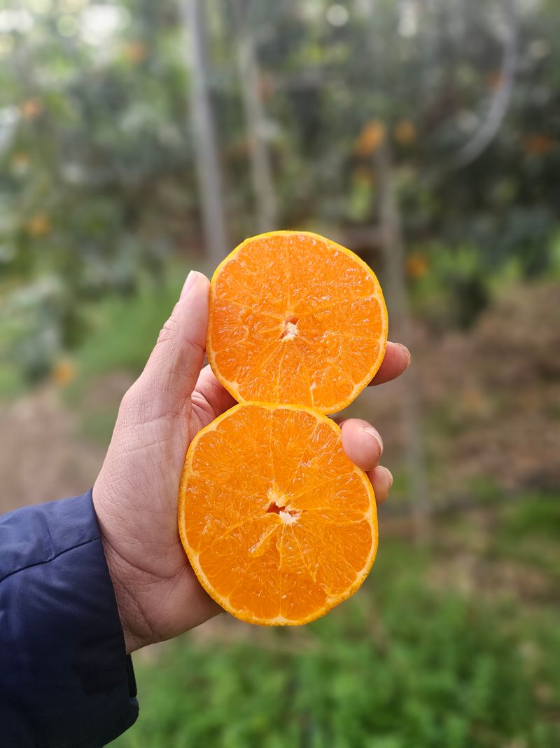 양애숙님의 장터 판매 상품 [천혜향3kg] 첨부 사진