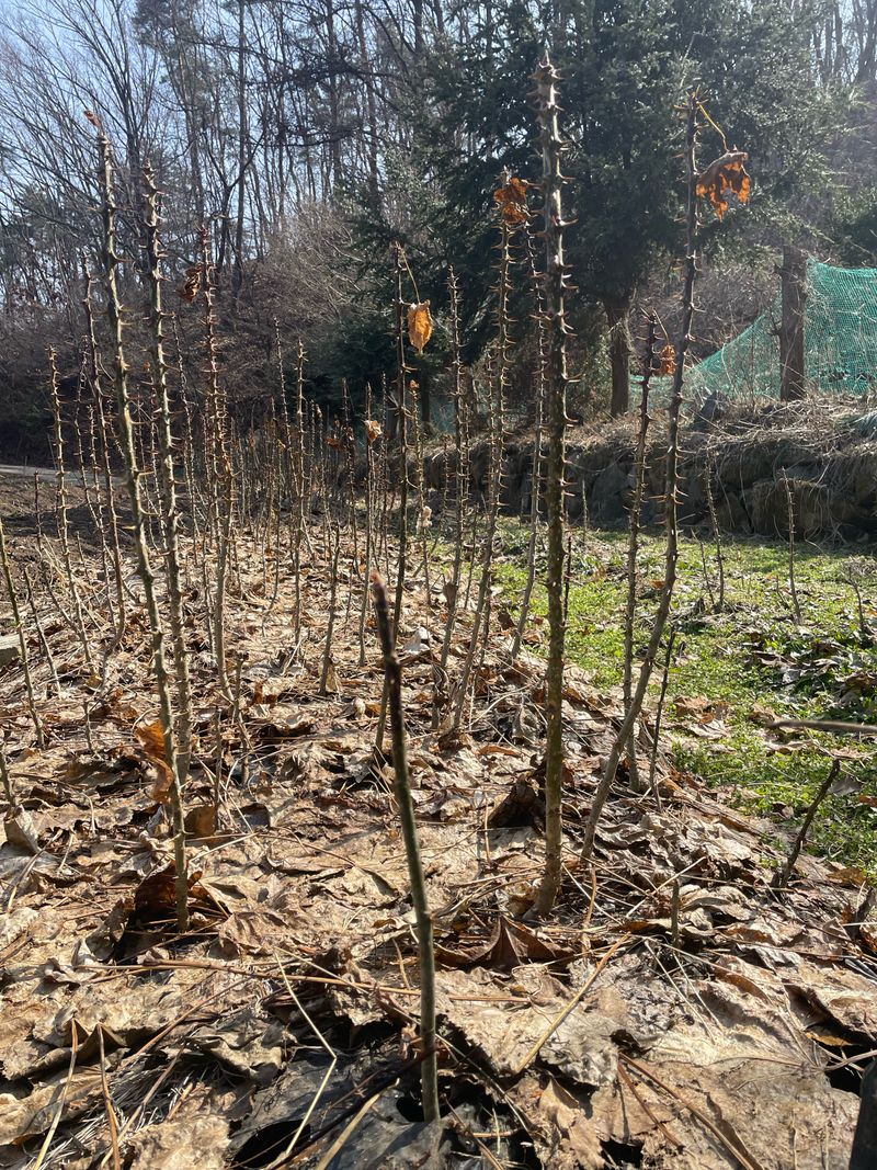 엄나무님의 장터 판매 상품 [2025 노지 가시 엄나무 묘목 팝니다.] 첨부 사진