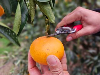 양애숙님의 작성글 사진
