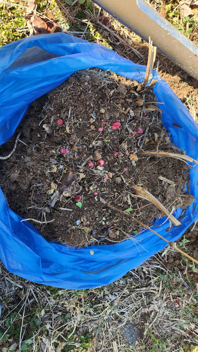 장흥 모경화 님의 장터 판매 상품 [작약6년생1덩이 ] 첨부 사진