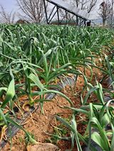 팜모닝 자유주제·자유게시판 게시글 이미지