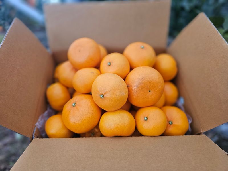 양애숙님의 장터 판매 상품 [천혜향3kg] 첨부 사진