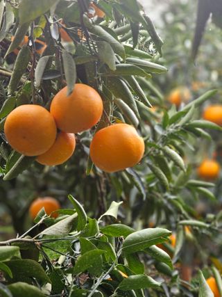 양애숙님의 작성글 사진