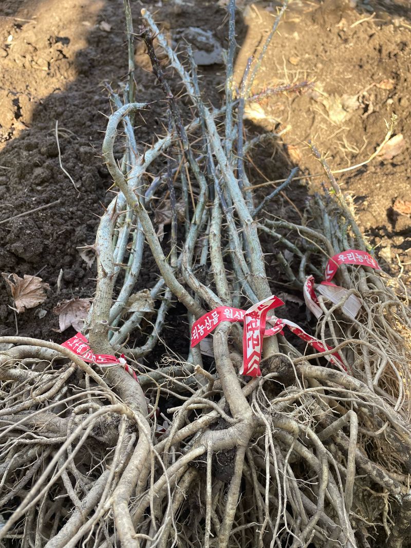 엄나무님의 장터 판매 상품 [2025 노지 가시 엄나무 묘목 팝니다.] 첨부 사진