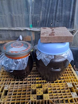 마평 농원님의 자유주제 · 자유게시판 작성글 사진