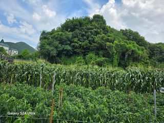 권오군님의 작성글 사진