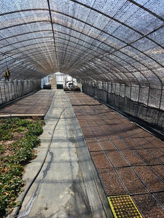 홍천산채농원님의 자유주제 · 자유게시판 작성글 사진