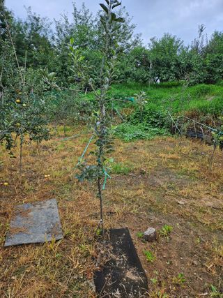 윤영식님의 자유주제 · 자유게시판 작성글 사진