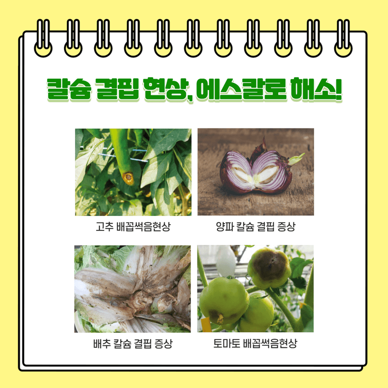(주)누보님의 장터 판매 상품 [누보 에스칼 500ml - 기능성 황, 칼슘 액상 자재] 첨부 사진