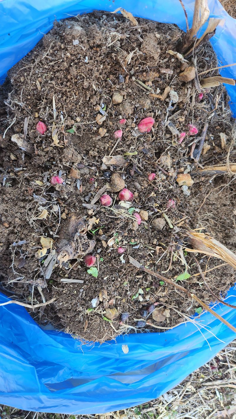 장터 상품 [작약6년생1덩이 ] 썸네일