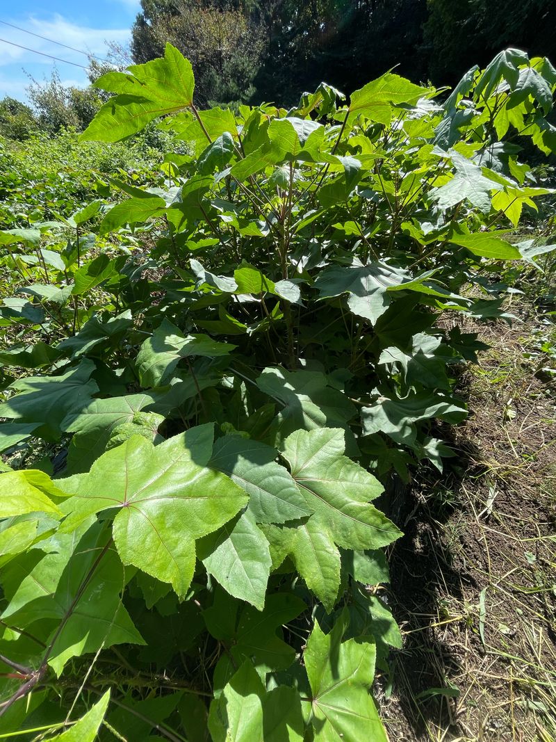 장터 상품 [2025 노지 가시 엄나무 묘목 팝니다.] 썸네일