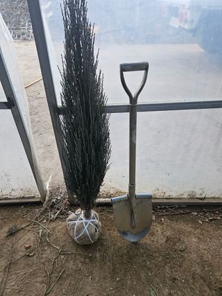 일심묘목농원님의 자유주제 · 자유게시판 작성글 사진