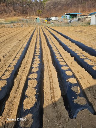 최경림님의 감자 · 자유게시판 작성글 사진