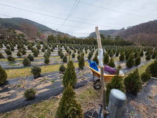 산양삼님의 자유주제 · 자유게시판 작성글 사진