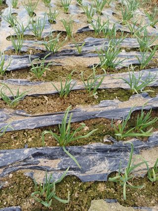 삼성농산님의 마늘 · 일상 작성글 사진