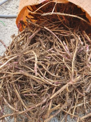 예천토종꿀벌 님의 자유주제 · 자유게시판 작성글 사진