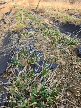 약초원 김종군님의 자유주제 · 자유게시판 작성글 사진