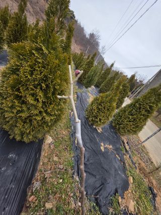 산양삼님의 자유주제 · 자유게시판 작성글 사진