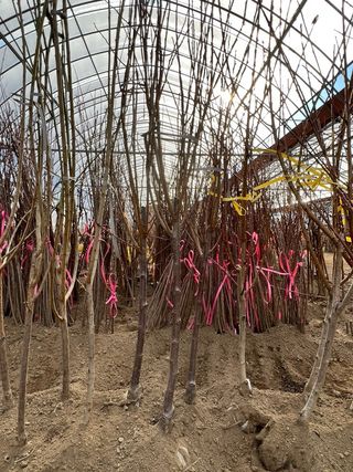 일심묘목농원님의 자유주제 · 자유게시판 작성글 사진