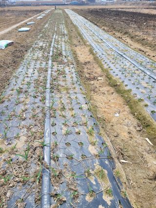 농부(홍)님의 자유주제 · 자유게시판 작성글 사진