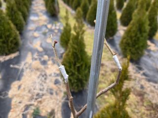 산양삼님의 자유주제 · 자유게시판 작성글 사진