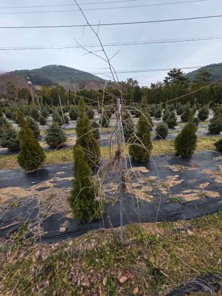 산양삼님의 자유주제 · 자유게시판 작성글 사진