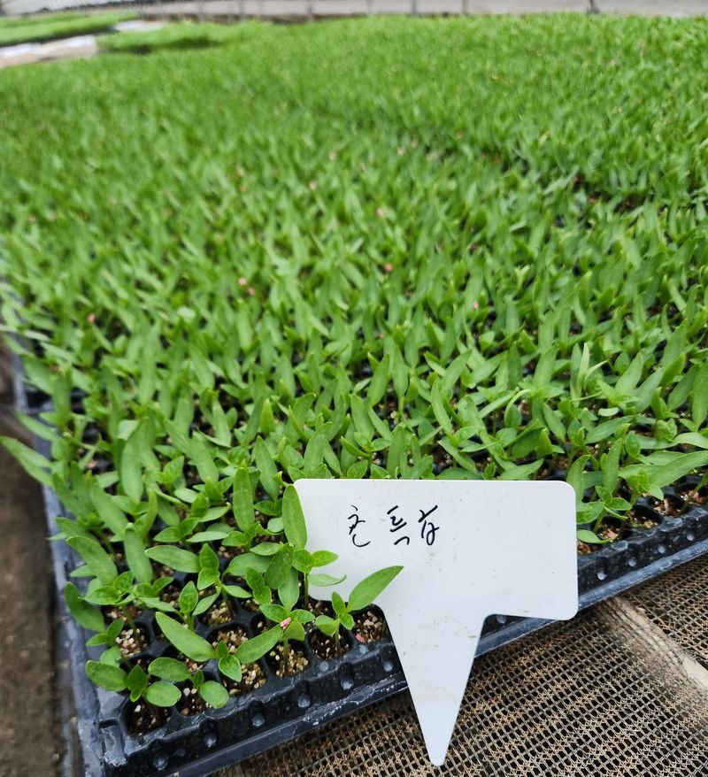 장터 상품 [가식묘 406구(어린묘)  판매합니다.] 썸네일