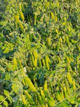 팜모닝 자유주제·자유게시판 게시글 이미지