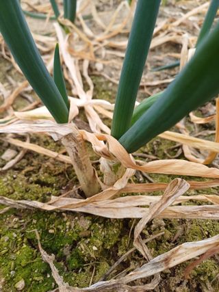 삼성농산님의 기타작물 · 자유게시판 작성글 사진