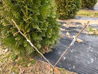 산양삼님의 자유주제 · 자유게시판 작성글 사진