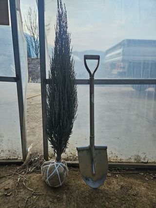 일심묘목농원님의 자유주제 · 자유게시판 작성글 사진