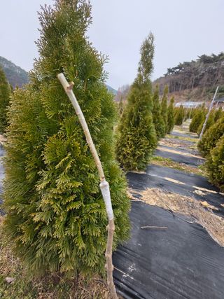 산양삼님의 자유주제 · 자유게시판 작성글 사진