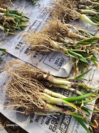 약초원 김종군님의 자유주제 · 자유게시판 작성글 사진