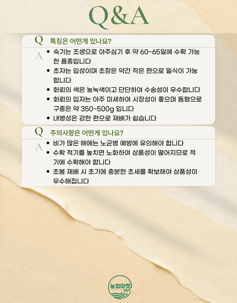 농업마켓365님의 장터 판매 상품 [농업마켓365 아시아종묘 브로콜리 얼리유 100립 씨앗 종자 종묘 조생종 텃밭 화분 주말농장 농사] 첨부 사진