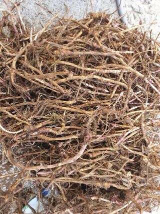 예천토종꿀벌 님의 자유주제 · 자유게시판 작성글 사진