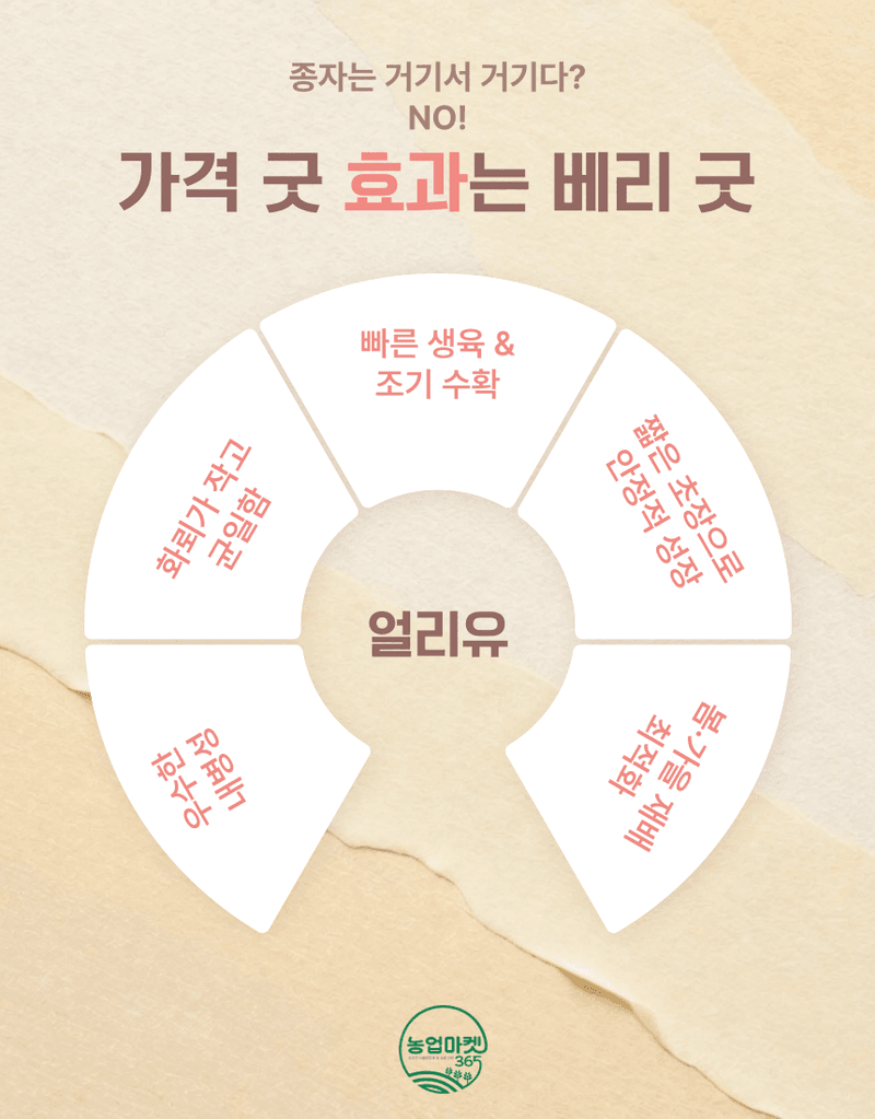 농업마켓365님의 장터 판매 상품 [농업마켓365 아시아종묘 브로콜리 얼리유 100립 씨앗 종자 종묘 조생종 텃밭 화분 주말농장 농사] 첨부 사진