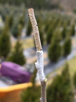 산양삼님의 자유주제 · 자유게시판 작성글 사진